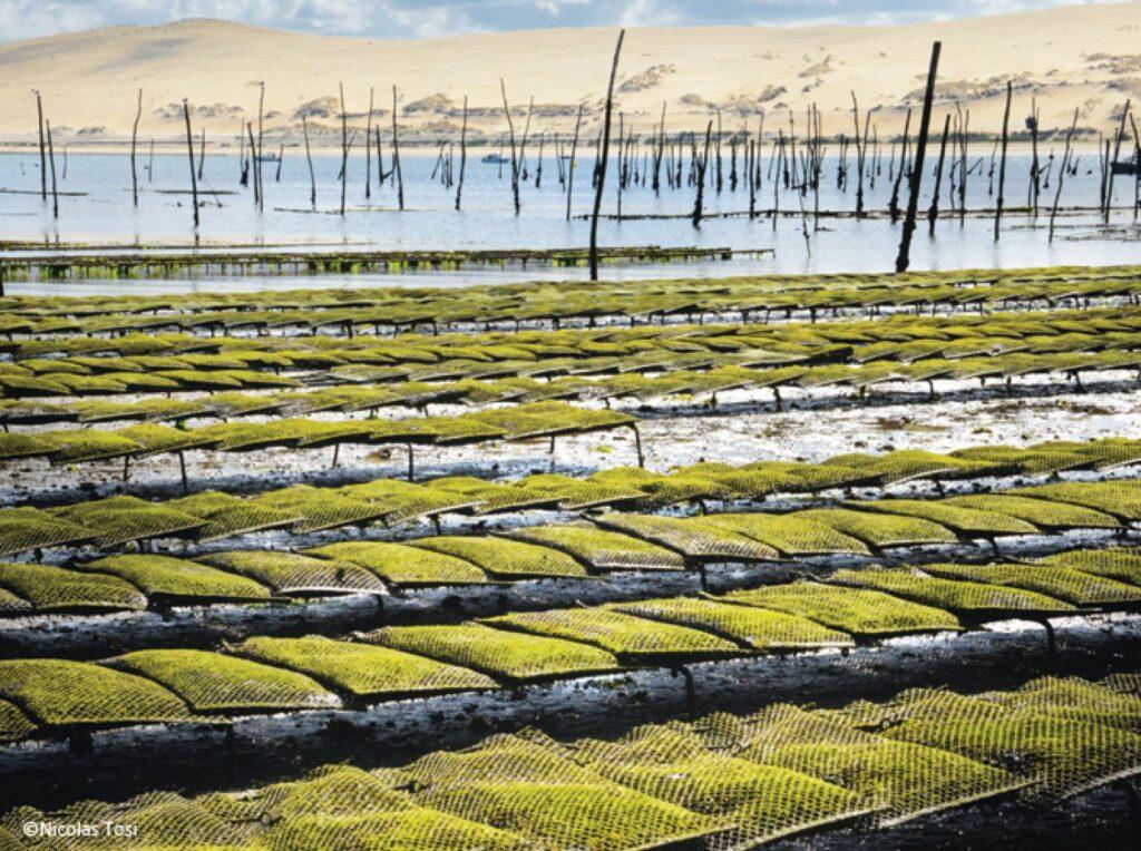 Croisière Jouvence. Les huître du banc d'Arguin.