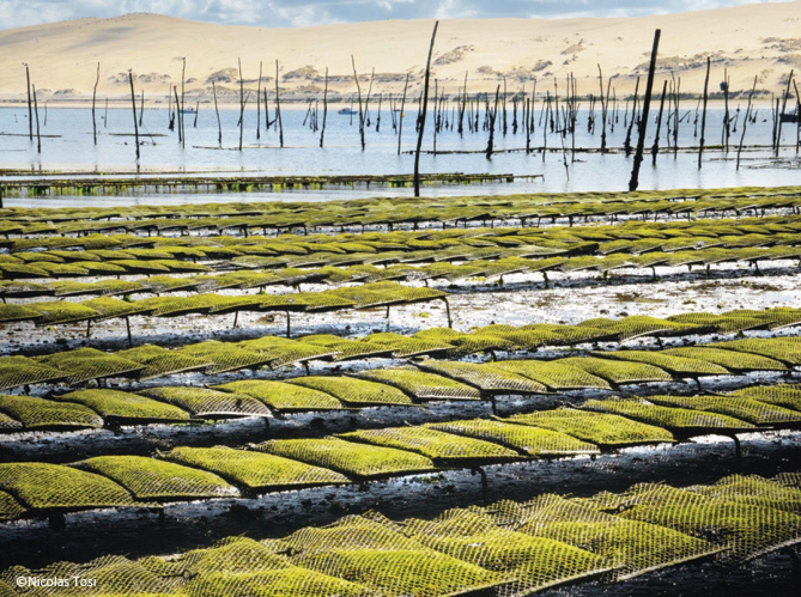 Croisière Jouvence. Les huître du banc d'Arguin.