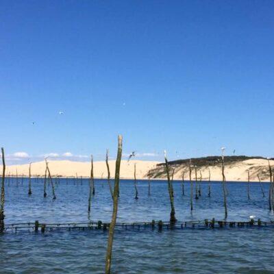 La découverte des parcs à huitres du Bassin d'Arcachon.