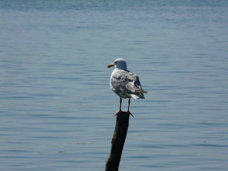 Où voir la faune du Bassin. Domaine de Certes.